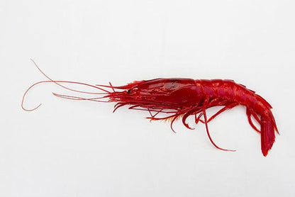 Carabinero Prawn - 15/19